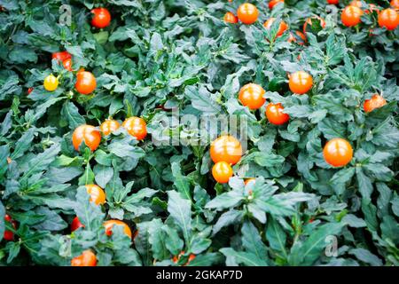Cerisier d'hiver en pots ou Solanum de Jérusalem Pseudocapsicum, nightShade aux fruits orange. Banque D'Images