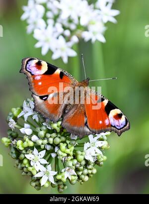 13 septembre 2021, Brandebourg, Werder (Havel) : un papillon de paon se trouve sur la fleur d'un allium dans le jardin Buckthorn de la mer de Petzow. En tant que jardin de fruits et d'aventure, le site est un site de production de spectacles de Christine Berger GmbH & Co. KG sur le thème de l'argousier. Un magasin de ferme et un marché spécialisé proposent des produits biologiques de la région. Un café et un restaurant sont également situés sur le terrain. Photo: Jens Kalaene/dpa-Zentralbild/ZB Banque D'Images