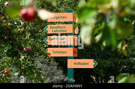 13 septembre 2021, Brandebourg, Werder (Havel) : le jardin d'argousier Petzow est un jardin de fruits et d'expérience et un site de production de la Christine Berger GmbH & Co. KG sur le sujet de l'argousier. Un magasin de ferme et un marché spécialisé proposent des produits biologiques de la région. Un café et un restaurant sont également situés sur le terrain. Photo: Jens Kalaene/dpa-Zentralbild/ZB Banque D'Images