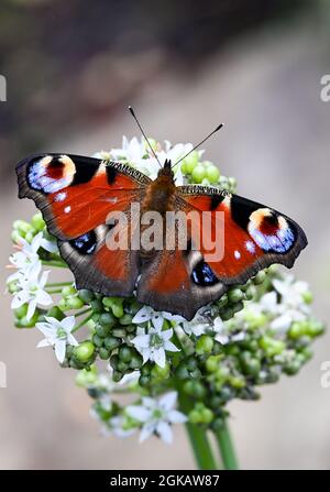 13 septembre 2021, Brandebourg, Werder (Havel) : un papillon de paon se trouve sur la fleur d'un allium dans le jardin Buckthorn de la mer de Petzow. En tant que jardin de fruits et d'aventure, le site est un site de production de spectacles de Christine Berger GmbH & Co. KG sur le thème de l'argousier. Un magasin de ferme et un marché spécialisé proposent des produits biologiques de la région. Un café et un restaurant sont également situés sur le terrain. Photo: Jens Kalaene/dpa-Zentralbild/ZB Banque D'Images