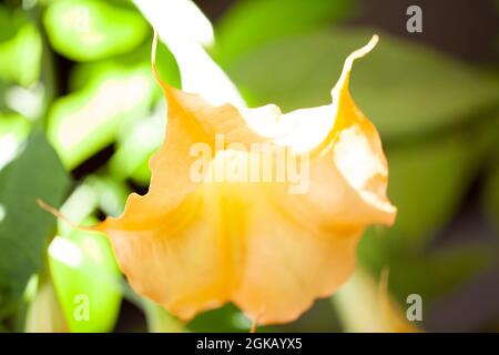 La Brugmansia jaune de grande taille appelée Angels Trumpets ou Datura fleurs flèche de la branche. Plante avec de belles grandes fleurs suspendues est populaire dans les jardins ornementaux, toutes les parties de Brugmansia sont deathly toxiques. Photo de haute qualité Banque D'Images