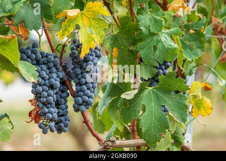 Beau bouquet de raisins noirs nebbiolo avec des feuilles vertes dans les vignobles de Barolo, Piemonte, le quartier viticole de Langhe et le patrimoine de l'UNESCO, Italie Banque D'Images