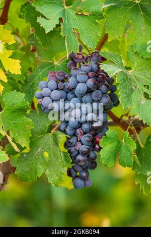 Beau bouquet de raisins noirs nebbiolo avec des feuilles vertes dans les vignobles de Barolo, Piemonte, le quartier viticole de Langhe et le patrimoine de l'UNESCO, Italie Banque D'Images