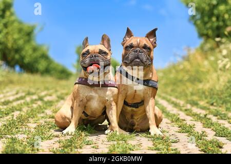 Paire de chiens Bulldog français semblables assis à côté de l'eacth autres portant des harnais de chien à l'extérieur en été Banque D'Images