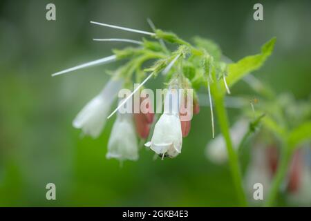 Couvert de fleurs Comfrey de Symphytum grandifolum. Banque D'Images