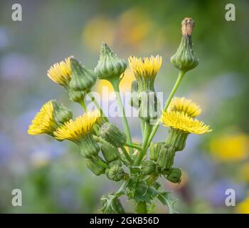 Fleurs de Sow Thistle. Banque D'Images