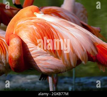 Flamingo américain - Phénicopterus ruber - magnifique oiseau de couleur rouge Banque D'Images