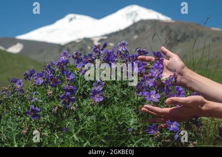 Les mains des femmes touchent les belles fleurs de géranium magnifium sur le fond du mont enneigé Elbrus. Géranium magnifiUM, crâne violet Banque D'Images