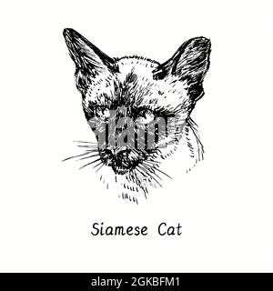 Portrait du visage de chat siamois (thaïlandais). Dessin d'une boisée noire et blanche à l'encre. Banque D'Images