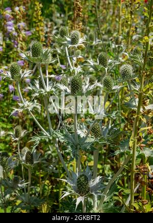 Gros plan d'eryngium fleurs de houx de mer dans un jardin frontière en été Angleterre Royaume-Uni Grande-Bretagne GB Banque D'Images