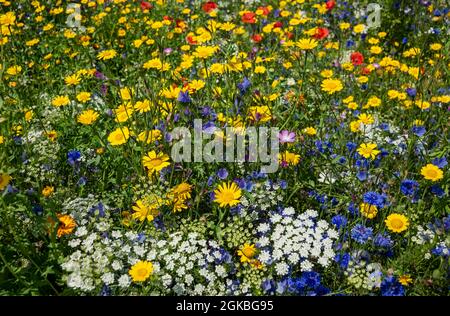 Gros plan de fleurs sauvages jaunes maïs marigolds fleurs sauvages dans un jardin de prairie frontière en été Angleterre Royaume-Uni GB Grande-Bretagne Banque D'Images