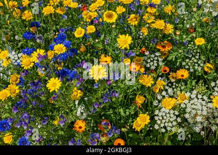 Gros plan de marigolds de maïs jaune persil blanc et fleurs de maïs bleues fleurs sauvages dans un jardin de prairie en été Angleterre GB Banque D'Images