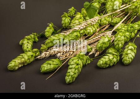 Base du concept de la bière de blé. Des cônes de houblon et d'épis de blé sont disposés sur la surface en béton de pierre noire. Modèle Oktoberfest avec espace de copie, cl Banque D'Images