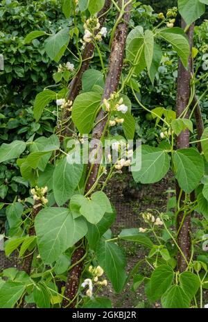 Gros plan sur les plantes de haricots blancs 'White lady' qui grandissent un cadre de poteaux en copiqués dans un potager en été Angleterre Royaume-Uni Royaume-Uni GB Banque D'Images