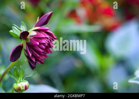 Dahlia - nuit arabe Banque D'Images