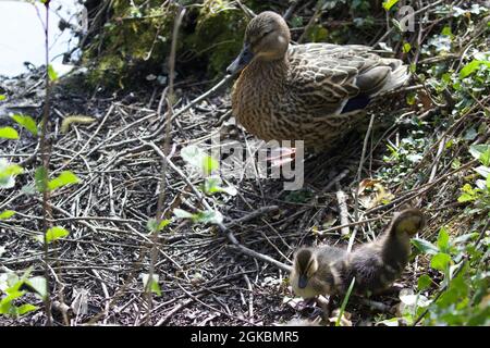 Canard colvert femelle et canetons - Anas platyrhynchos Banque D'Images