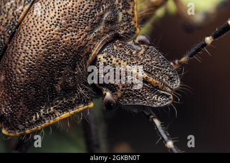 Gros plan sur le virus de la chienne (Dolycoris baccarum). Tipperary, Irlande Banque D'Images