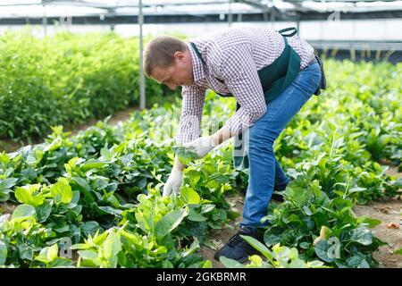 Un jardinier cueillant des épinards Malabar dans une serre par temps ensoleillé Banque D'Images