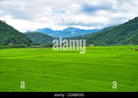 Champs de riz vert. Ciel bleu, nuages blancs, montagnes sont comme des peintures idylliques. 30 hectares de culture du riz. Yushan Nan'an Visitor Centre, H Banque D'Images