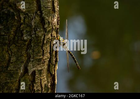 Dragonfly close-up Banque D'Images