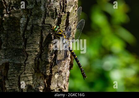 Dragonfly close-up Banque D'Images