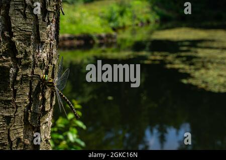Dragonfly close-up Banque D'Images