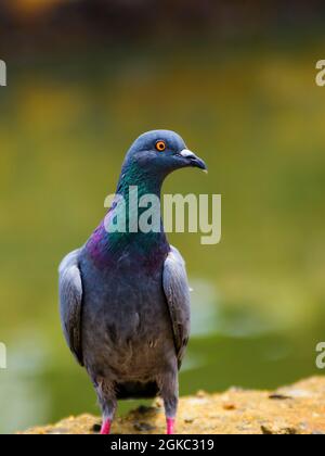 Beau portraiement de pigeon de rue mignon près d'un ruisseau d'eau dans la rue havelock à Galle. Des plumes vives et colorées, des yeux orange-jaunâtre lumineux se ferment Banque D'Images