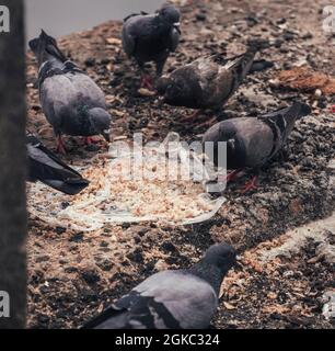 Troupeau de pigeons de rue manger à partir des ordures, oiseaux nettoyant les ordures jetées par les gens négligents. Banque D'Images