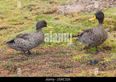 Canard à bec jaune - Anas undulata, magnifique canard rare des eaux douces d'Afrique australe et orientale, montagnes Bale, Éthiopie. Banque D'Images