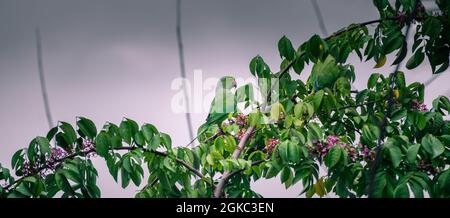 Perruque à rosier perchée au sommet de l'arbre le soir. Manger les délicieuses graines de fruits étoiles. Banque D'Images