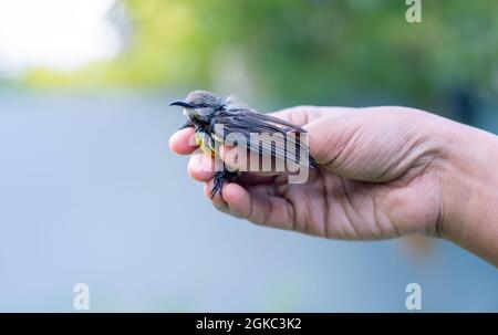 Bébé sauvé oiseau de nouveau-né tenant doucement dans les doigts par une fille aimable. L'écloserie de sunbird soutenue par des cramoisi abandonnée par les oiseaux parents, le concept de l'anguille Banque D'Images