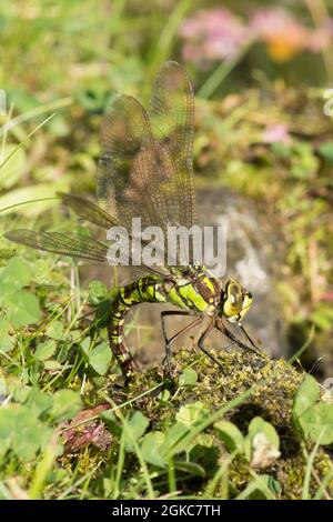 Libellule de l'aivier austral, Aeshna cyanoa, pondre des œufs en bordure de l'étang du jardin, septembre Banque D'Images