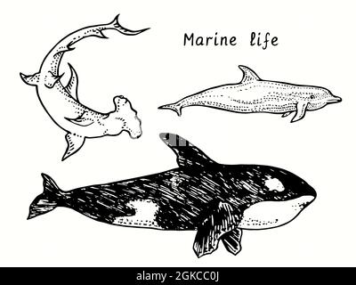 Collection de vie marine.Grand requin Hummerhead, baleine à bec (Orca), vue latérale sur le dauphin à bottlenose.Encre noir et blanc Doodle dessin style de coupe de bois Banque D'Images