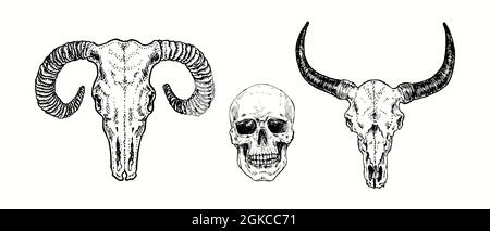 Vue avant du crâne, du bélier, de l'homme et du taureau. Illustration de dessin noir et blanc Banque D'Images