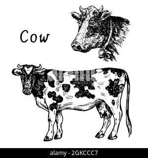 Tête et vache debout avec cloche, collection isolée, vue latérale. Illustration de dessin noir et blanc Banque D'Images