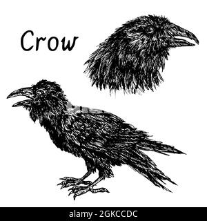 Collection de têtes et de portraits latéraux à motif corbeau noir. Illustration de dessin noir et blanc Banque D'Images
