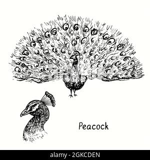 Collection Peacock avec vue avant et vue latérale de la tête. Dessin d'une boisée noire et blanche en forme de boisée Banque D'Images