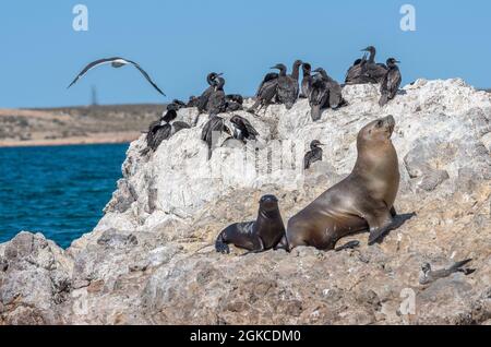 Otaries et colonie de cormorans sur la côte Argentine de la Patagonie Banque D'Images