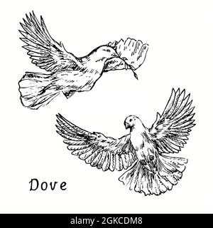 Collection Dove Flying avec brindilles. Dessin d'une boisée noire et blanche en forme de boisée Banque D'Images