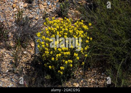 Helianthemum syriacum, plante de rosier lalavande en fleur Banque D'Images