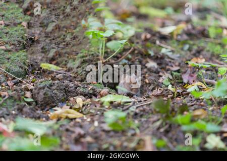La vole de banque ( Myodes glareolus) se nourrissant de graines provenant de mangeoire à oiseaux. Herefordshire Royaume-Uni. Août 2021 Banque D'Images