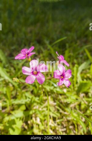 Trel de bois violet (Oxalis violacea) également connu sous le nom d'herbe aigre et de trèfle aigre Herefordshire UK. Juin 2021 Banque D'Images