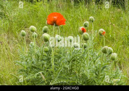 Papaver somniferum, également connu sous le nom de pavot à opium ou de pavot à pain, croissant sauvage dans la campagne écossaise. Pitlochry Perthshire Royaume-Uni. Juin 2021 Banque D'Images