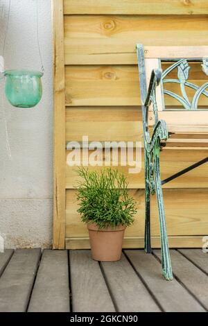 Image verticale de la terrasse dans le studio de photographie avec un ensemble et une plante vintage Banque D'Images