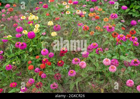 Zinnia fleurit parmi les herbes dans un jardin anglais. ROYAUME-UNI Banque D'Images