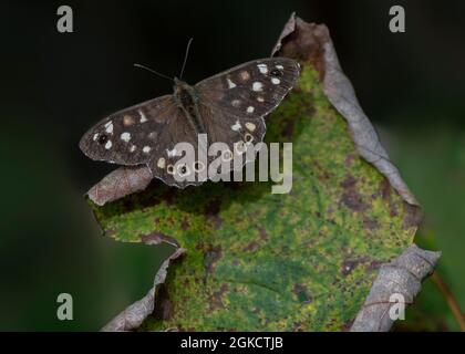 Bois moucheté (Parage aegeria), reposant sur une feuille morte, Dumfries, SW Écosse Banque D'Images