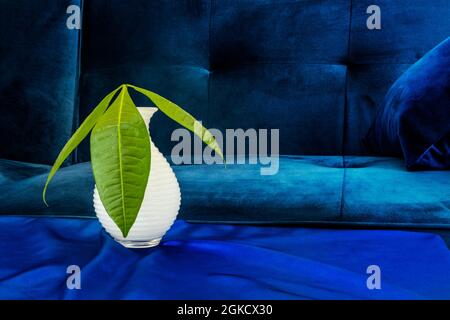 Feuilles d'une pachira aquatica dans un petit vase en verre blanc sur une nappe en soie bleue Banque D'Images