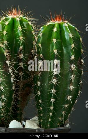 Cactus cereus vert avec pointes rougeâtres sur le dessus et environnement noir Banque D'Images