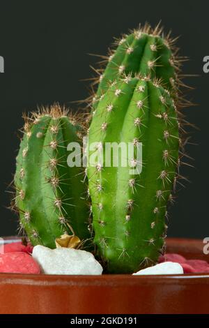 joli cereus cactus vert avec pierres à la base et fond noir Banque D'Images