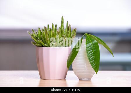 Joli cactus avec de nombreux bras pointus à l'intérieur d'un pot rose et feuilles de pachira aquatica à l'intérieur d'un vase blanc avec beaucoup de bokeh en arrière-plan Banque D'Images